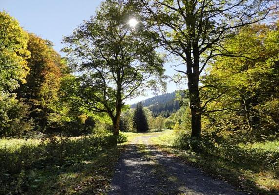 Familien-Hotel Am Traenkbachtal Frauenwald Bagian luar foto